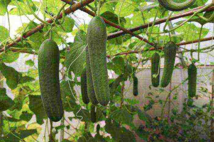 what can be grown in a greenhouse together with cucumbers