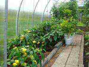 what can be grown in a greenhouse together with cucumbers