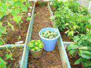 what can be grown in a greenhouse together with cucumbers