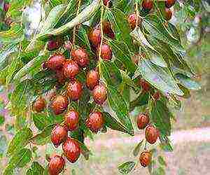 what can be grown in a greenhouse in the Krasnodar Territory