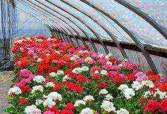what can be grown in a greenhouse in the Krasnodar Territory