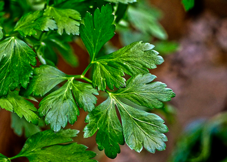 what can be grown in a greenhouse in the Krasnodar Territory