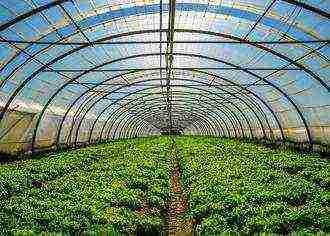 what can be grown in a greenhouse in the Krasnodar Territory