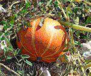 what can be grown in a greenhouse in the Krasnodar Territory