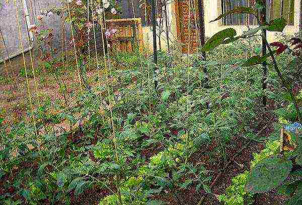 ano ang maaaring lumaki sa isang greenhouse na may mga kamatis