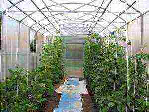 what can be grown in a greenhouse with tomatoes