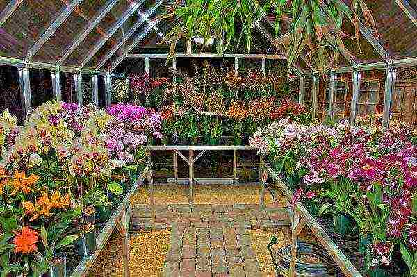 what can be grown in a greenhouse in winter without heating