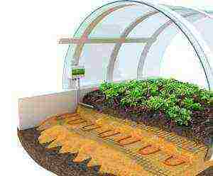 what can be grown in a greenhouse in winter without heating