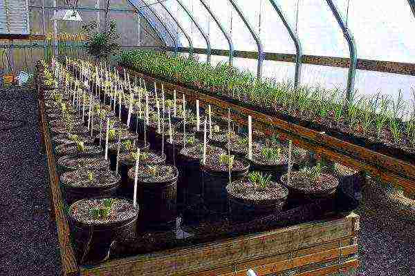 what can be grown in a greenhouse in winter without heating