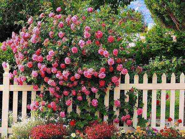 what you need to plant roses in open ground