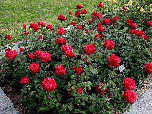 what you need to plant roses in open ground