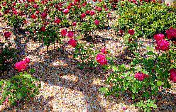 what you need to plant roses in open ground