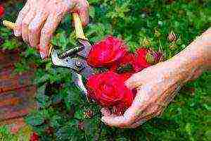 what you need to plant roses in open ground