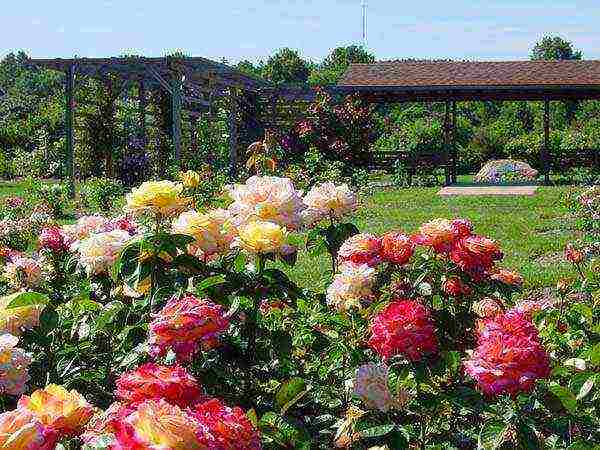 what you need to plant roses in open ground