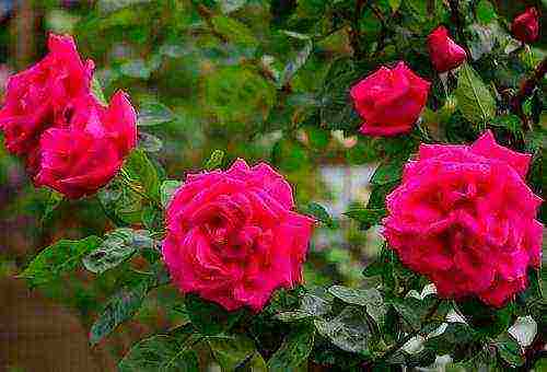 what you need to plant roses in open ground