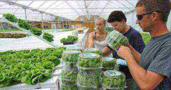 what is most profitable to grow in greenhouses all year round