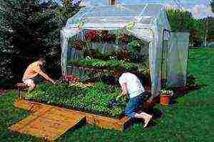 what is most profitable to grow in greenhouses all year round