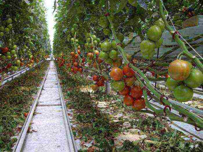 what is more profitable to grow cucumbers or tomatoes in a greenhouse