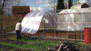 what is more profitable to grow cucumbers or tomatoes in a greenhouse