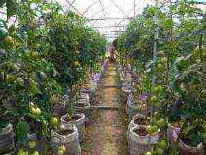 what to grow in an unheated greenhouse all year round