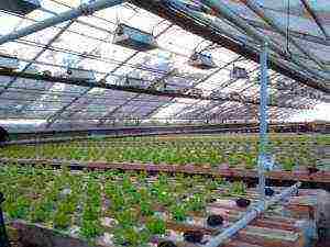 what to grow in an unheated greenhouse all year round