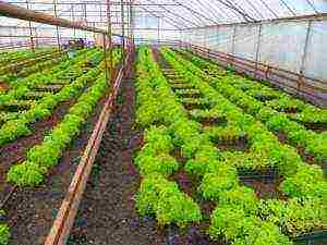 what to grow in an unheated greenhouse all year round