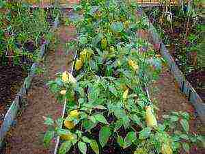 what to grow in an unheated greenhouse all year round