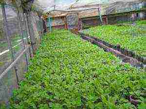 what to grow in an unheated greenhouse all year round