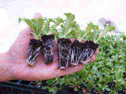 what is grown on the windowsill in winter for beginners