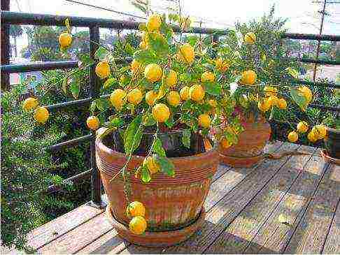 what is grown on the windowsill in winter for beginners