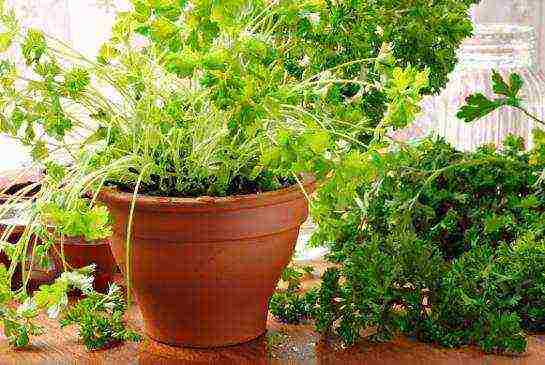 what is grown on the windowsill in winter for beginners