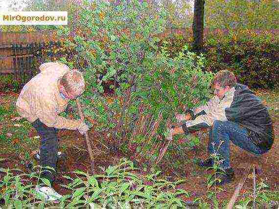 chubushnik planting and care in the open field in the fall