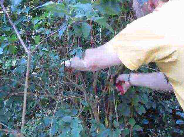 chubushnik planting and care in the open field in the fall