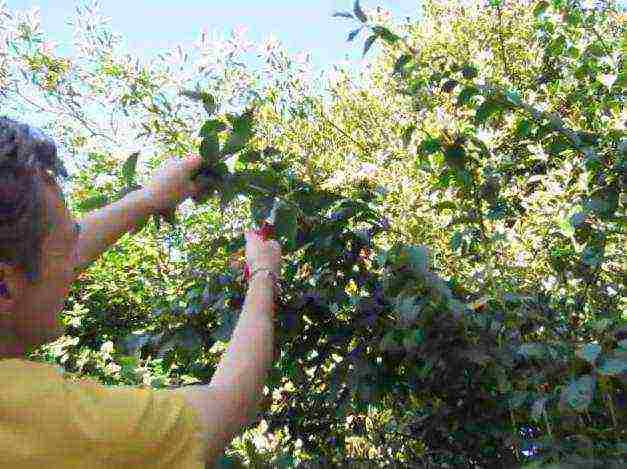 chubushnik planting and care in the open field in the fall