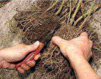 chubushnik planting and care in the open field in the fall