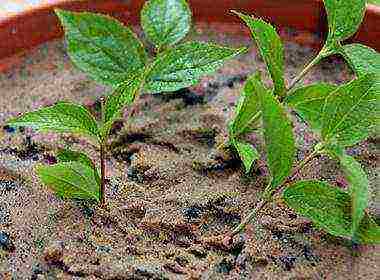 chubushnik planting and care in the open field in the Leningrad