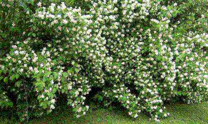 زراعة chubushnik والرعاية في الحقول المفتوحة في لينينغراد