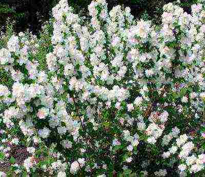 chubushnik planting and care in the open field in spring