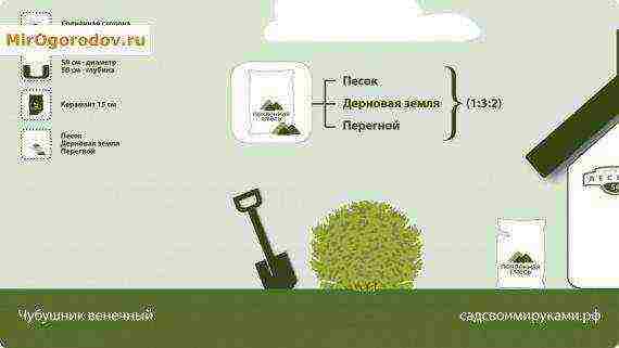 chubushnik planting and care in the open field in spring