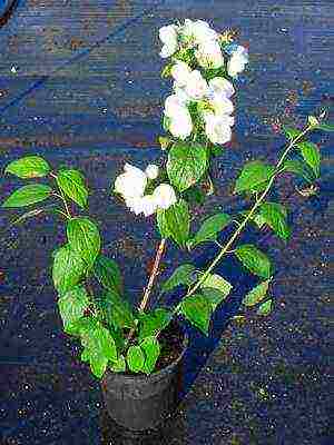 chubushnik garden planting and outdoor care