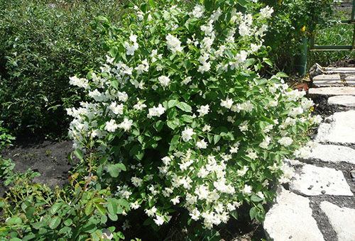 mock orange jasmine planting and care in the open field