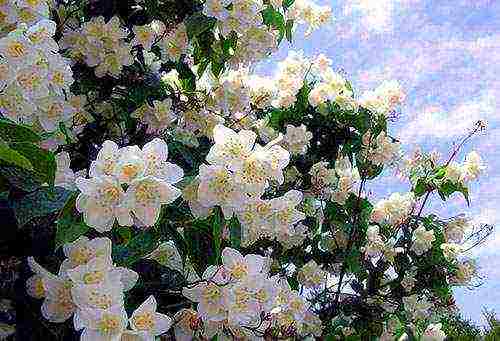 mock orange jasmine planting and care in the open field