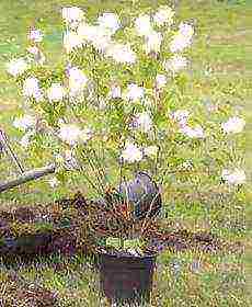 mock orange jasmine planting and care in the open field