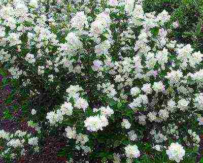 mock orange jasmine planting and care in the open field