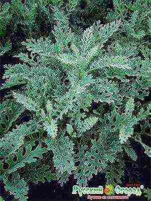 cineraria brilyante na pagtatanim ng pulbos at pangangalaga sa bukas na bukid