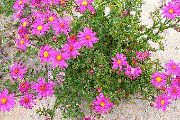 cineraria graceful planting and grooming outdoors