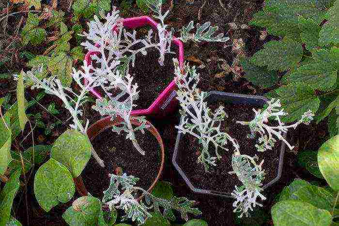 cineraria graceful planting and grooming outdoors