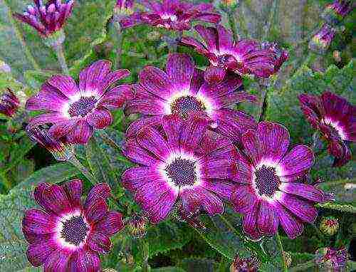 cineraria graceful planting and grooming outdoors