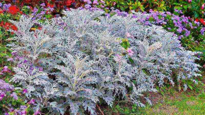 cineraria graceful planting and grooming outdoors