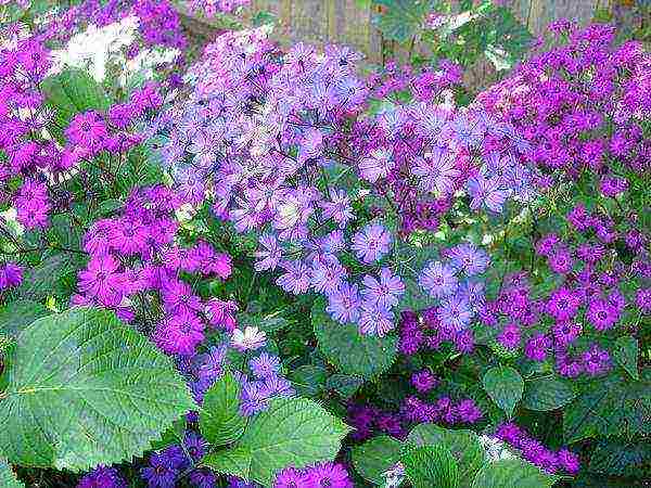 cineraria graceful planting and grooming outdoors